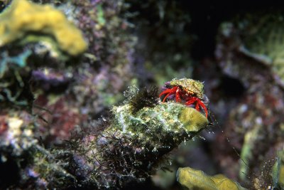 Red Reef Hermit Crab