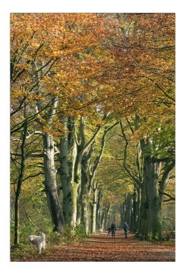 A walk in the woods