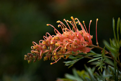 Grevillea Robyn Gordon 24/07