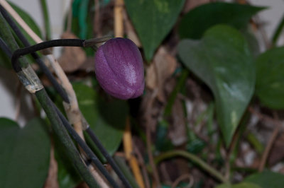 Phalaenopsis Bud 03/11