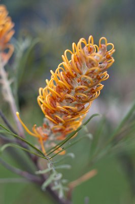 Grevillea 07/11