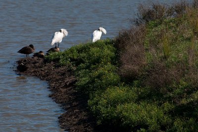 Royal Spoonbills 11/11