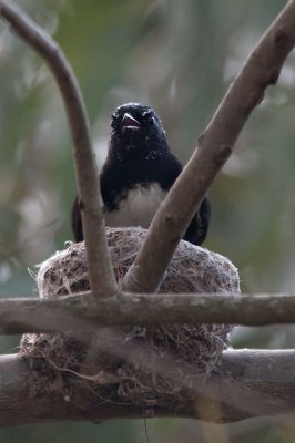 On The Nest 22/11