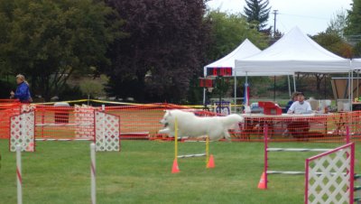 Agility Photo 8