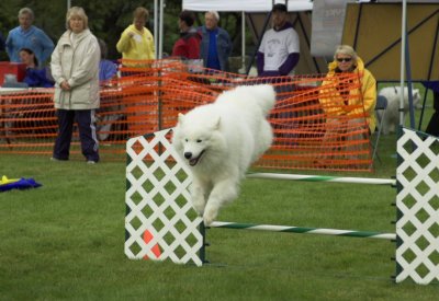 Agility Photo 12