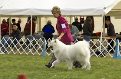 Bred By Exhibitor Dog #75