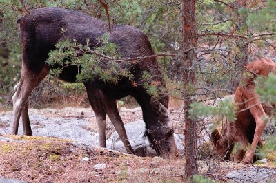 Moose family III