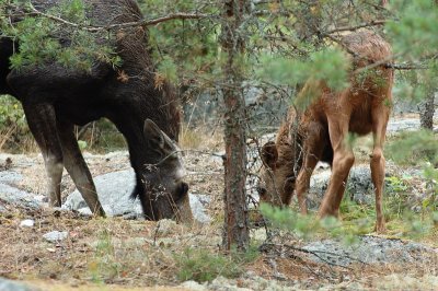 Moose family V