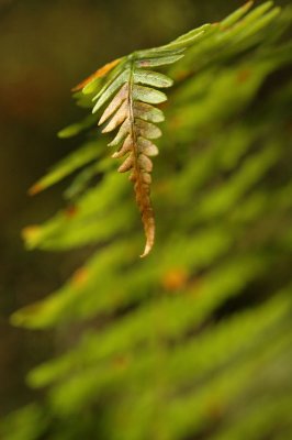 Fern I