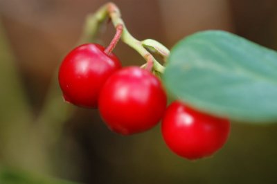 Ripe lingonberries