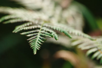 Fern IV