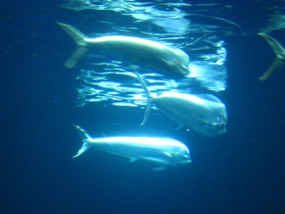 IMG_3786.JPG