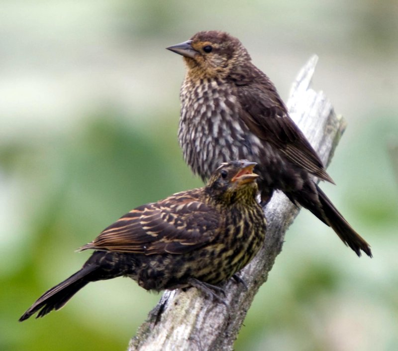 Red-winged Blackbird Adult Female and Juvenile