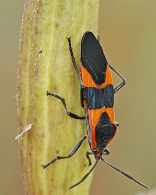 Milkweed Bug