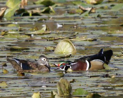 Unhappy Wood Duck Pair