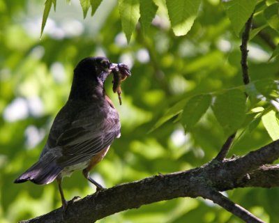 Early morning meal - American Robin