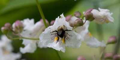 Pollinating a Catalpa
