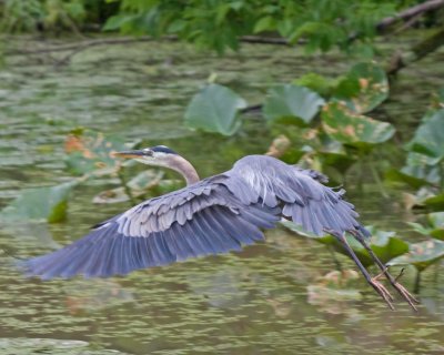 Blue Heron takes flight