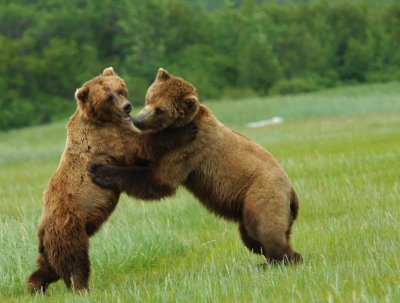 Brown Bear Katmai National Park Ak