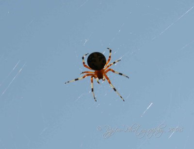 084 Spider Chincoteague NWR, Va