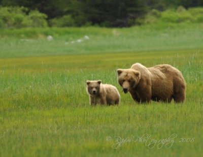 Brown Bear Katmai National Park Ak
