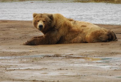 Brown Bear Katmai National Park Ak