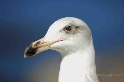 Ring -Billed Gull Monterrey Bay, Ca