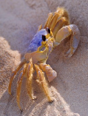 Sand Crab Corolla NC