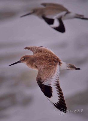 Willet Chincoteage NWR , Va