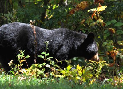  Black Bear Meadows NP Va