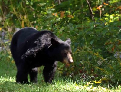  Black Bear Meadows NP Va