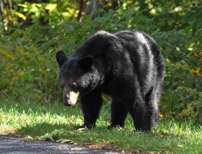 Black Bear Meadows NP Va