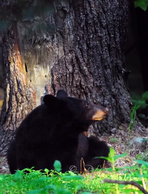 Black Bear  Mother Looking at Cub Big Meadows  NP Va