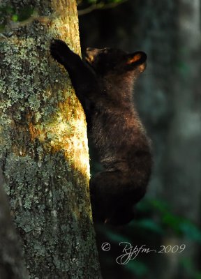 Black Bear Big  Cub Meadows NP, Va