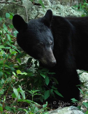 Black Bear Big Meadows NP, Va