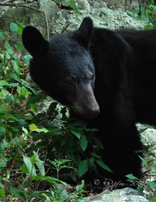 Black Bear  Big Meadows NP, Va