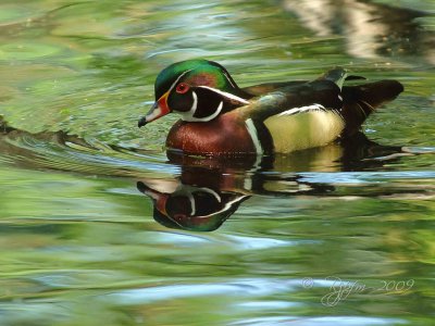  Wood Duck   (F) DC National Zoo