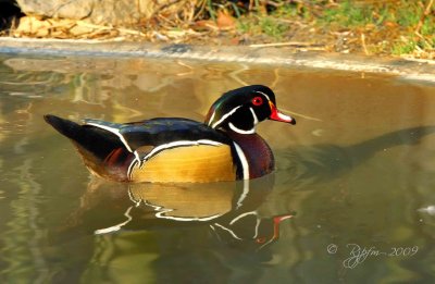 Wood Duck (M) DC National Zoo