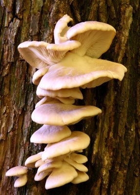 Tall Mushroom