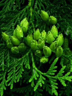 Eastern White Cedar Cones