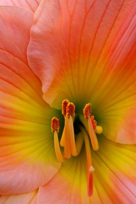 Yellow_Burst