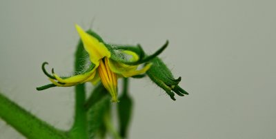Bradley Tomato Flower