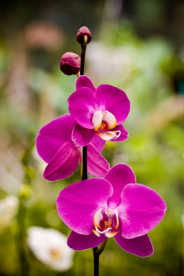 Orchid 18251