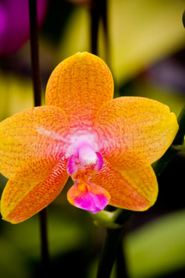 Orchid 18299 