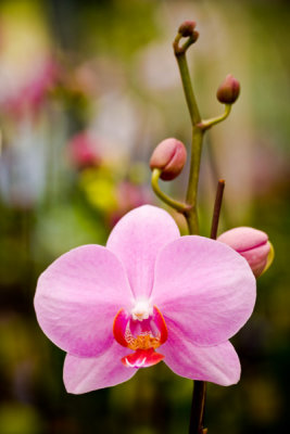 Orchid 18304 