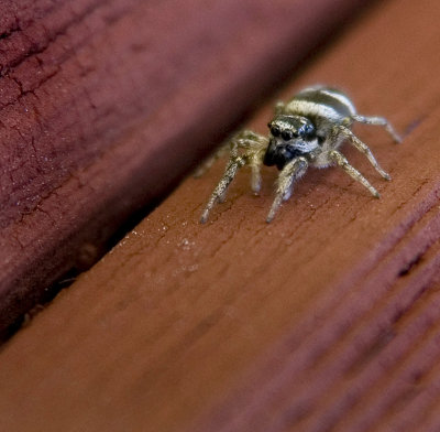 jumper  :o)