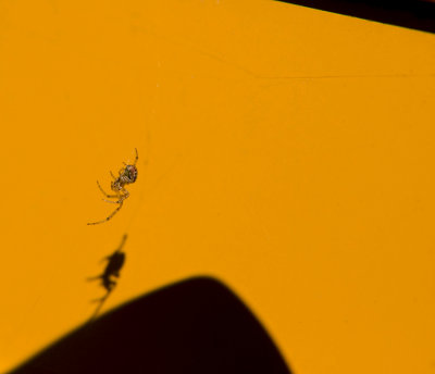 spider in yellow VIII