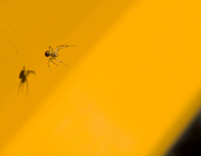 spider in yellow VII