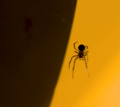 spider in yellow VI