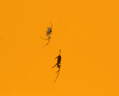 spider in yellow V